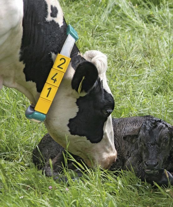 GEA CowScout ganāmpulka uzraudzības sistēma