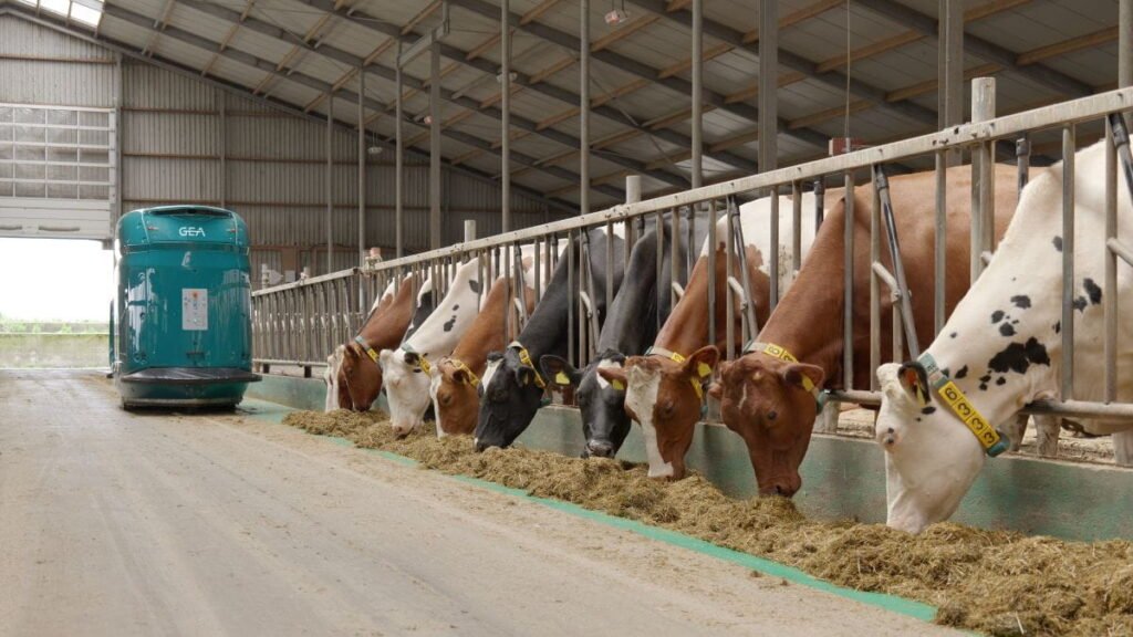 GEA DairyFeed F4500 – barošanas robots