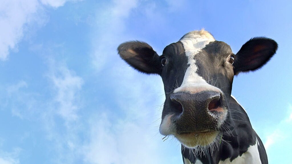 GEA DairyNet – ganāmpulka pārvaldības sistēma
