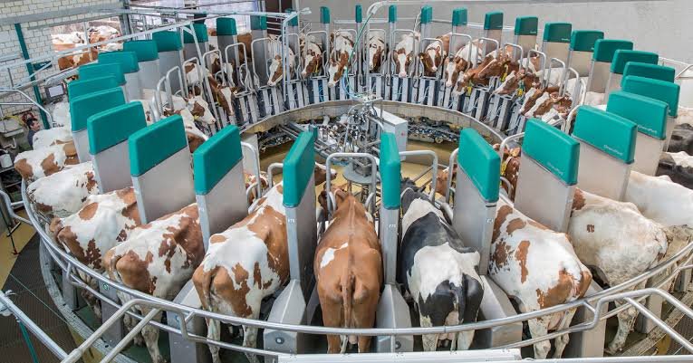 GEA DairyProQ – robotizētā karuseļtipa slaukšanas zāle