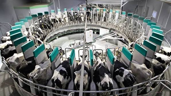 GEA DairyProQ – robotizētā karuseļtipa slaukšanas zāle