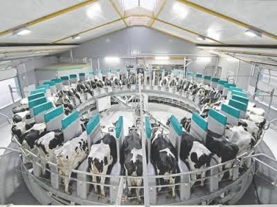 GEA DairyProQ – robotizētā karuseļtipa slaukšanas zāle
