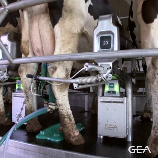 GEA DairyRotor T8600 – karuseļtipa slaukšanas zāle
